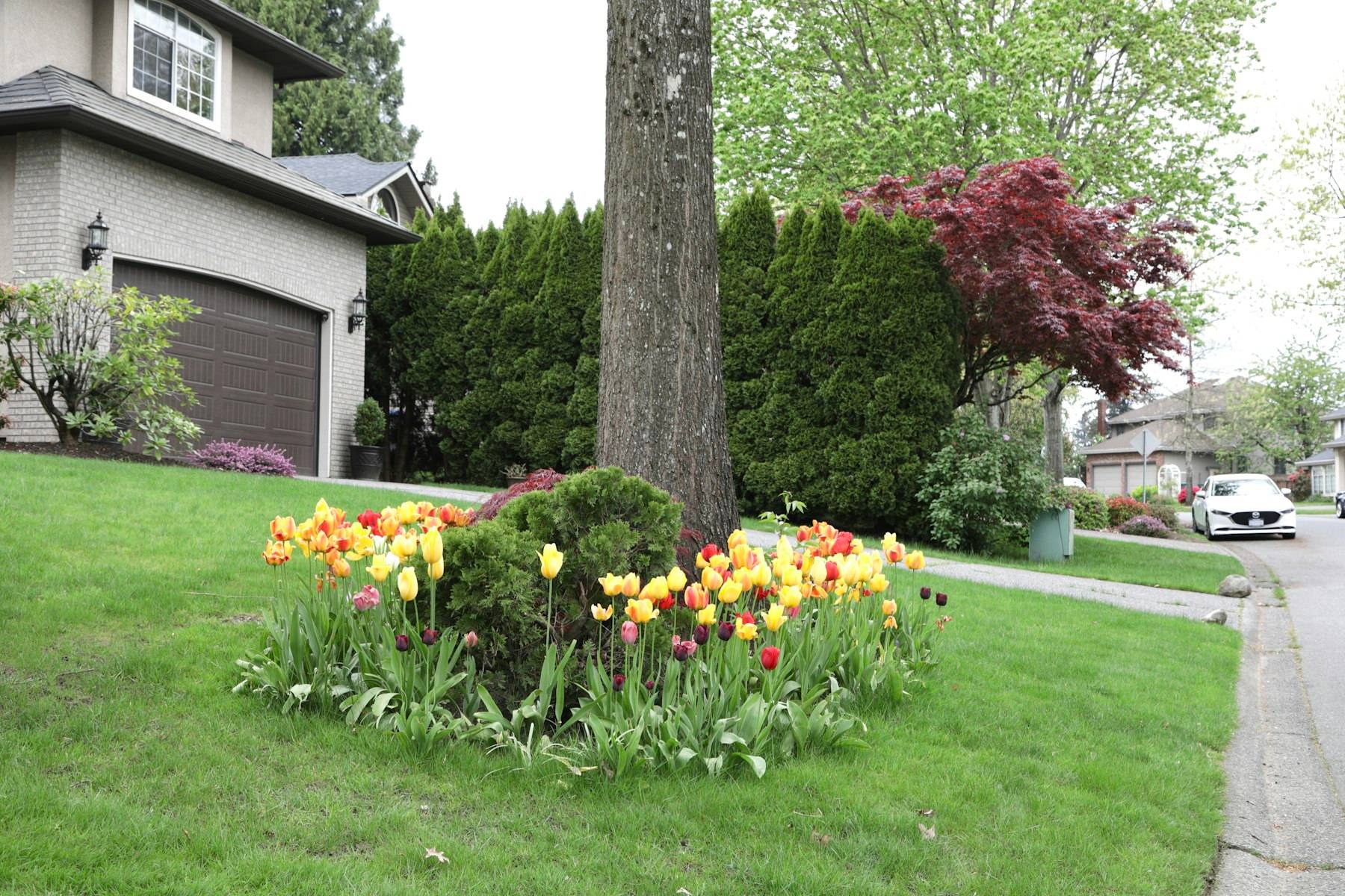 Mowed lawn with a tulip bed around a tree